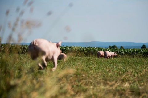 Porc d'élevage traditionnel du Québec