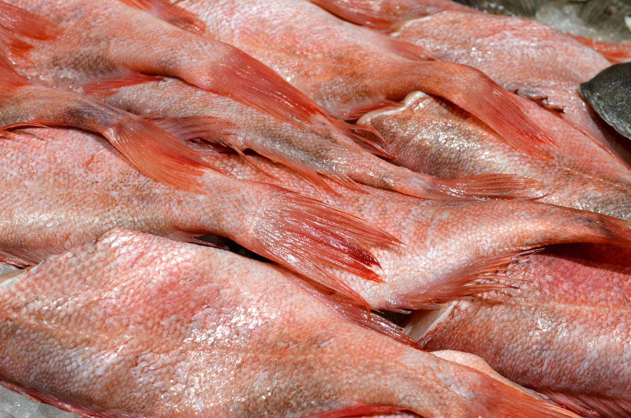 La renaissance du sébaste du Québec : un poisson d'exception à redécou ...