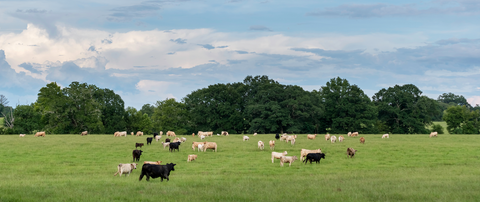 La bible du consommateur de viande éco-responsable au Québec